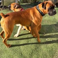 Chiots boxers  naissance imminente #1
