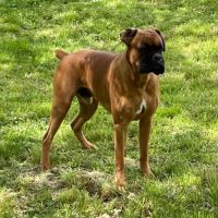 Chiots boxers  naissance imminente #2