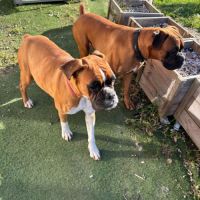 Chiots boxers  naissance imminente