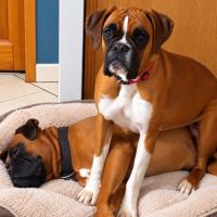 Chiots boxers  naissance imminente #4
