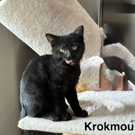 Krokmou, adorable chaton à l'adoption #2