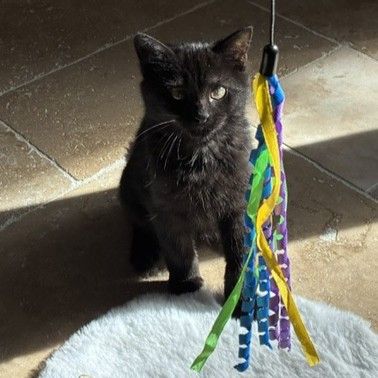 Krokmou, adorable chaton à l'adoption #3