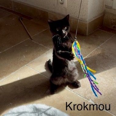 Krokmou, adorable chaton à l'adoption #4