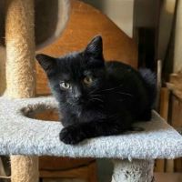 Krokmou, adorable chaton à l'adoption