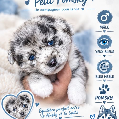 A réserver pomsky #2