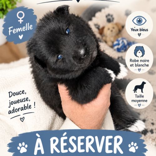 A réserver pomsky #0