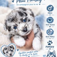 A réserver pomsky #2