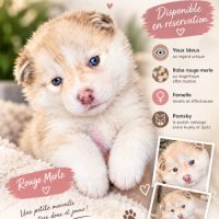 A réserver pomsky #3