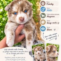 A réserver pomsky #4