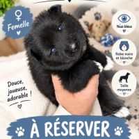 A réserver pomsky