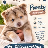 A réserver pomsky #6