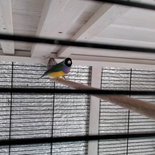 Diamant de gould mâle