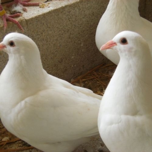 Pigeons reproducteurs hubbell blanc #2