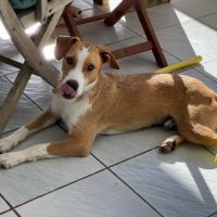 Balto le joyeux créole #2