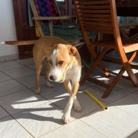 Balto le joyeux créole #4