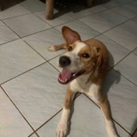 Balto le joyeux créole #8