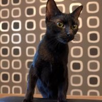 Choco recherche sa famille pour la vie !