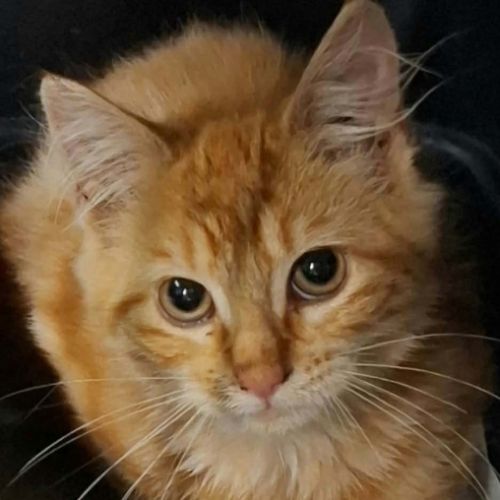 Semoule - chaton timide #3