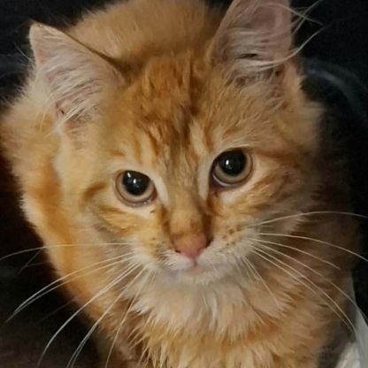 Semoule - chaton timide #4