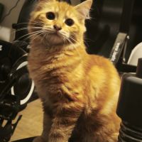 Semoule - chaton timide #1