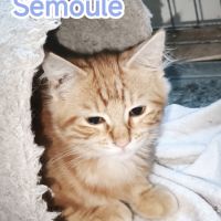 Semoule - chaton timide #2