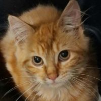 Semoule - chaton timide #3