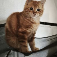 Semoule - chaton timide