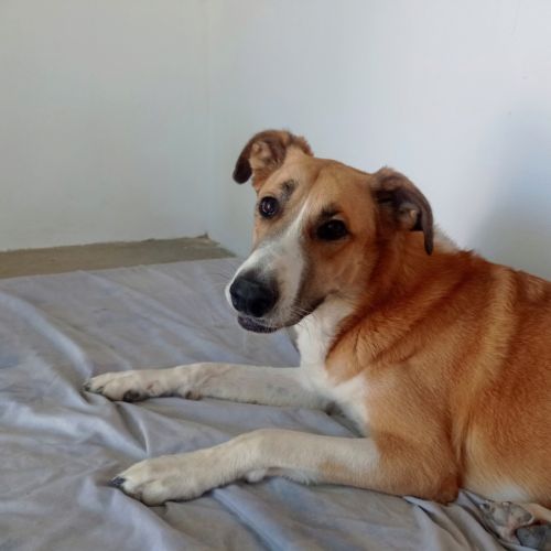 Capi magnifique chienne de 3 ans #0