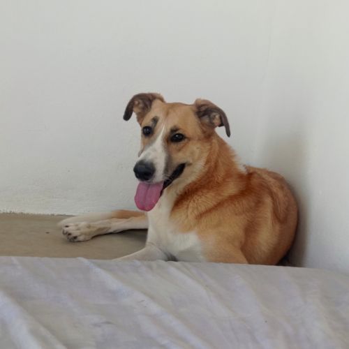 Capi magnifique chienne de 3 ans #3