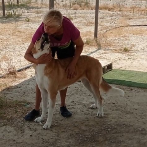 Capi magnifique chienne de 3 ans #5