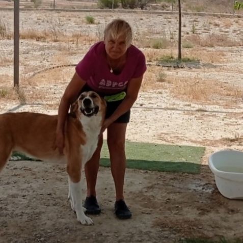 Capi magnifique chienne de 3 ans #6