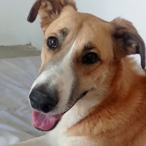Capi magnifique chienne de 3 ans #8