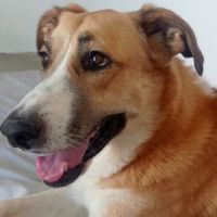 Capi magnifique chienne de 3 ans #1