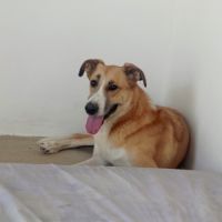 Capi magnifique chienne de 3 ans #3