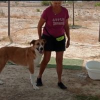 Capi magnifique chienne de 3 ans #4