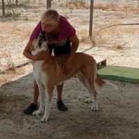 Capi magnifique chienne de 3 ans #5