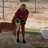 Capi magnifique chienne de 3 ans #6