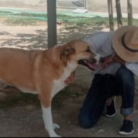 Capi magnifique chienne de 3 ans #7