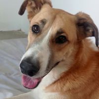 Capi magnifique chienne de 3 ans #8