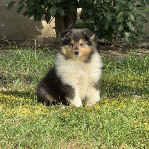 Chiots colleys #1