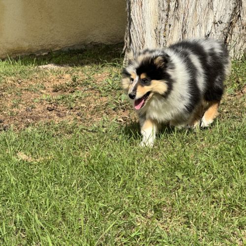 Chiots colleys #10