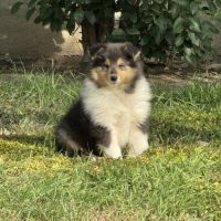Chiots colleys #1