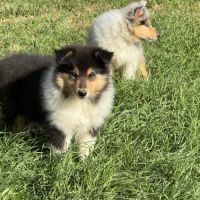 Chiots colleys #2