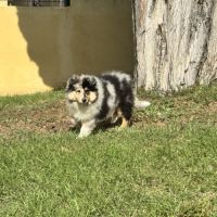 Chiots colleys