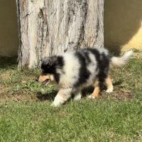 Chiots colleys #9