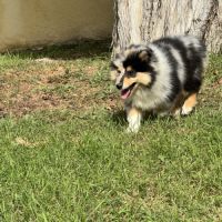 Chiots colleys #10