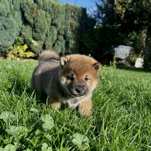 Chiot femelle sesame lof shiba inu #3