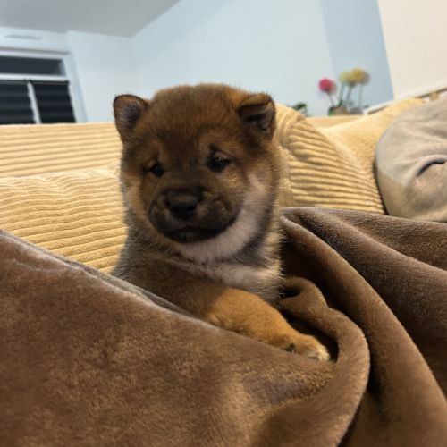 Chiot femelle sesame lof shiba inu #0