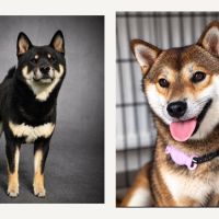 Chiot femelle sesame lof shiba inu #1