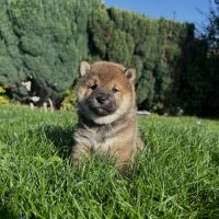 Chiot femelle sesame lof shiba inu #2